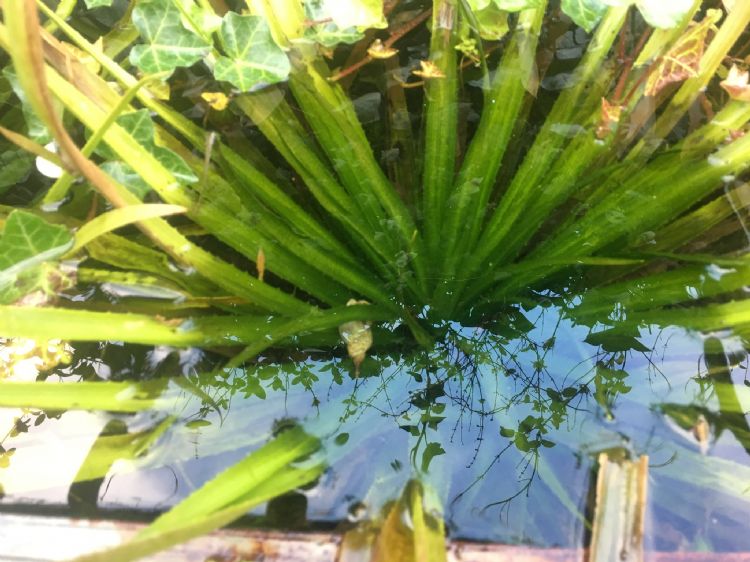 Tussen de krabbenscheer blijft het water vaak helder Tussen de krabbenscheer blijft het water vaak helder