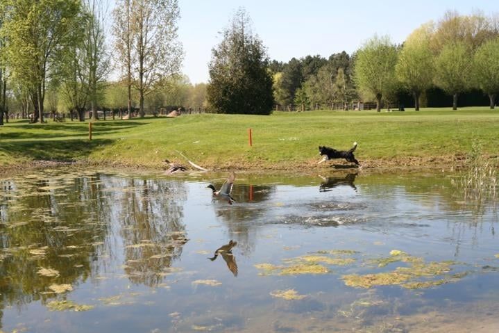 Raki in actie, verjagen van ganzen is zijn voornaamste taak. Raki in actie, verjagen van ganzen is zijn voornaamste taak.