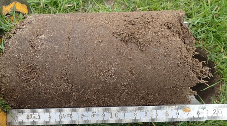 Figuur 3: Bij 15 à 20 cm vitale beworteling in het voorjaar is diepbeluchten niet urgent. Figuur 3: Bij 15 à 20 cm vitale beworteling in het voorjaar is diepbeluchten niet urgent.