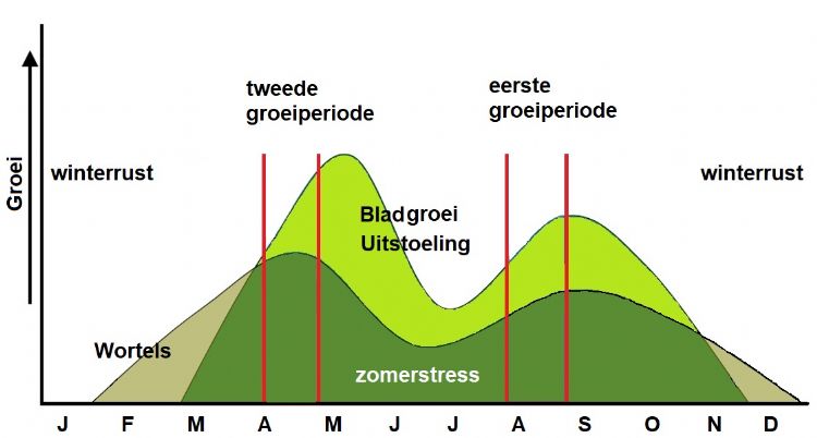 Figuur 5: De groeipieken van het gras zijn de geschiktste momenten om te investeren in de kwaliteit van de grasmat.