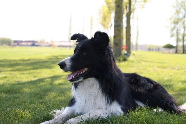 Raki, course dog op Golfclub Drie Ecyken.