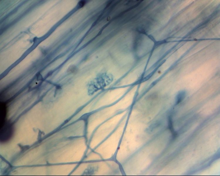 Foto 1. Arbusculaire mycorrhizaschimmels