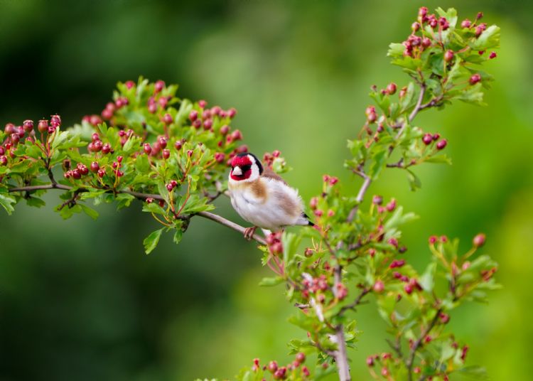 Het puttertje, ook wel distelvink genoemd, houdt van hoog en kruidenrijk struweel.