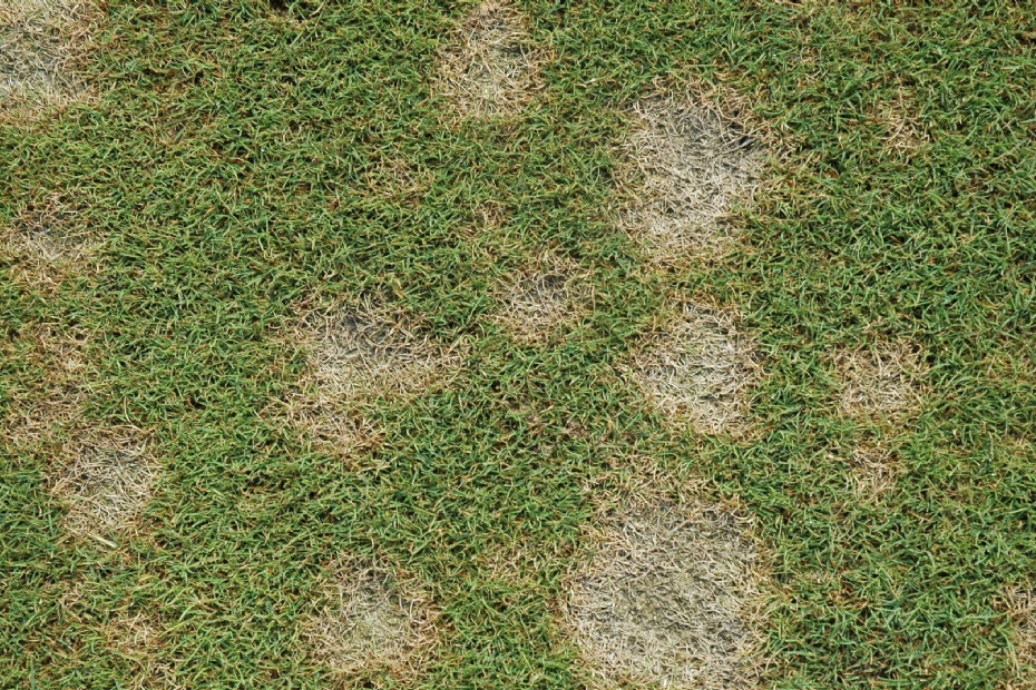 Dollarspot Dollarspot