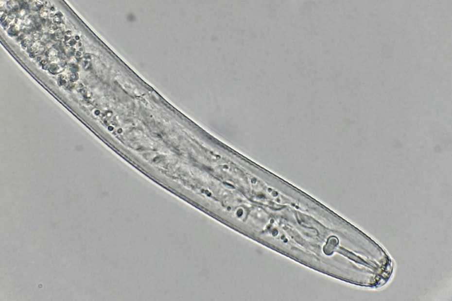 De kop van <i>Pratylechnus neglectus</i>